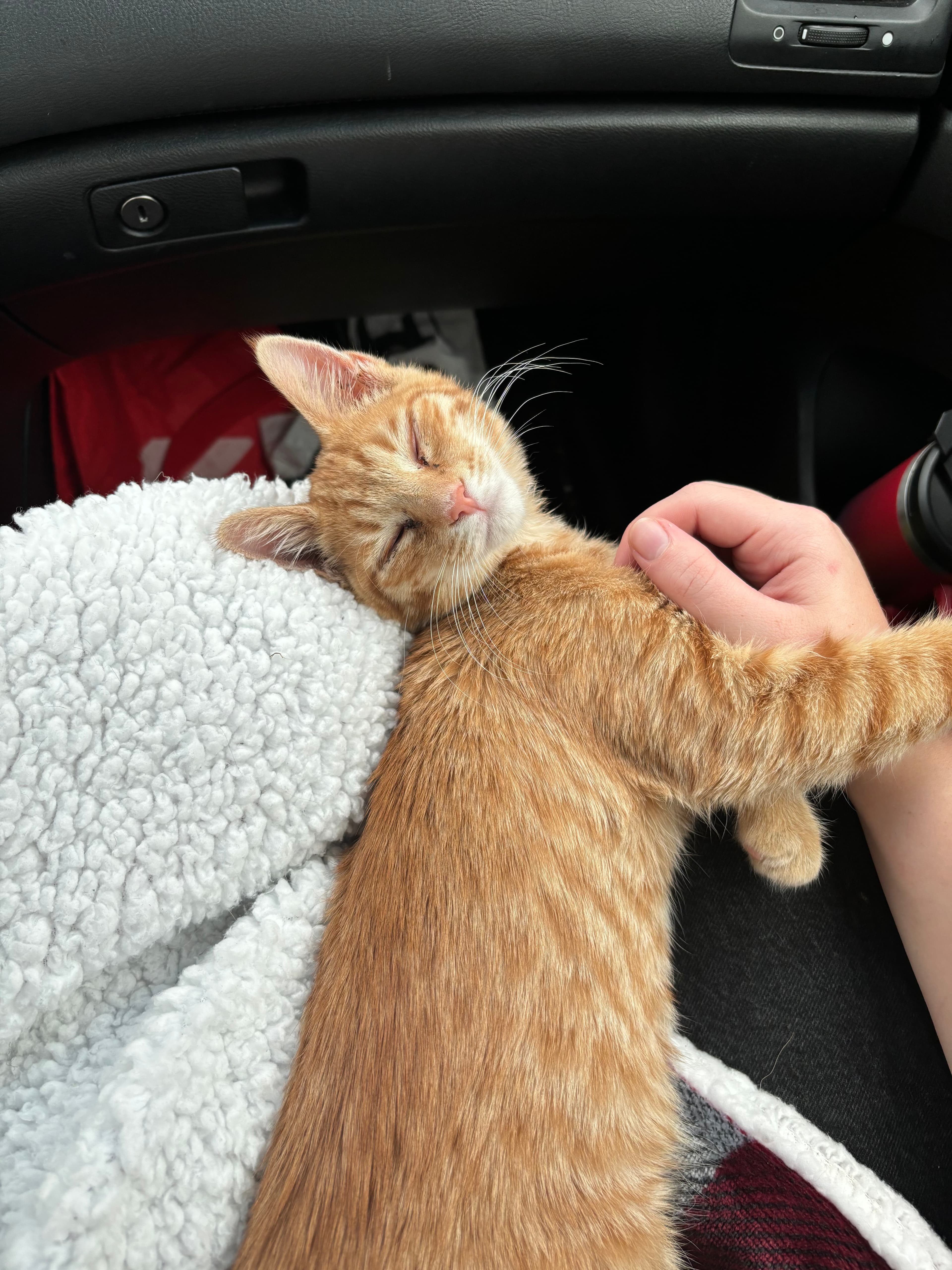 Orange tabby kitten sleeps on a white fluffy blanket in a car while being petted.