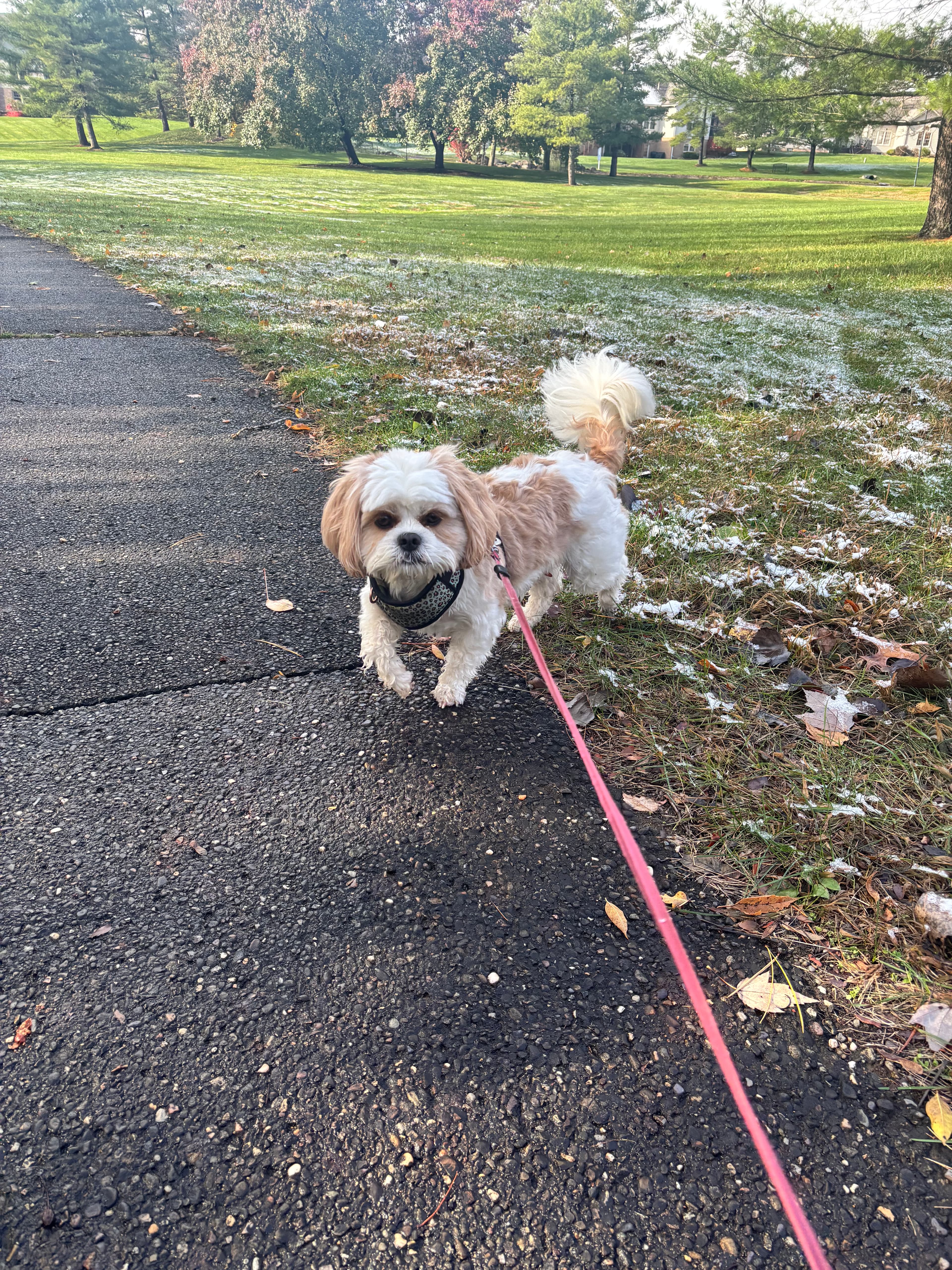 Small white and tan dog on a pink leash on a path near frosty grass.