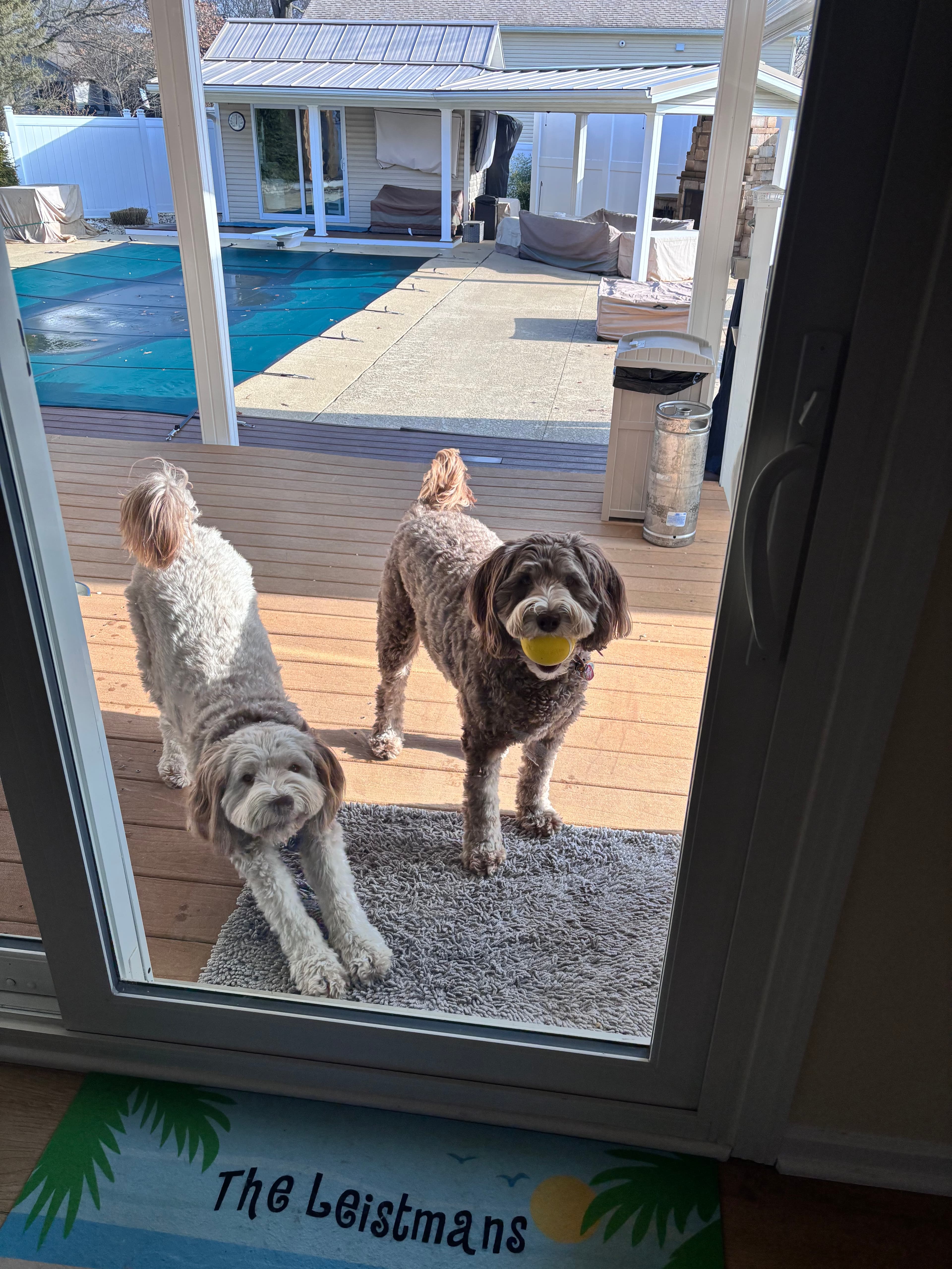 Two fluffy dogs stand on a deck looking inside, one holding a yellow ball.